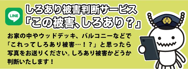 「この虫、しろあり？」