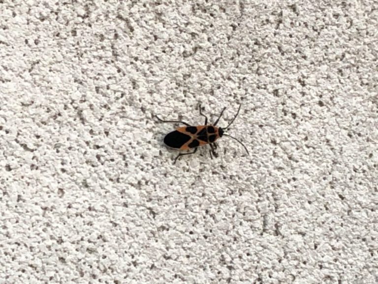 ヒメジュウジナガカメムシ（12月／埼玉県）