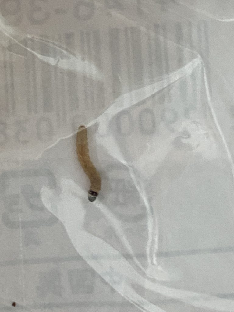 メイガ（2月／島根県）