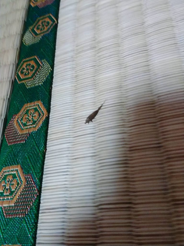 シミ(3月/鹿児島県)