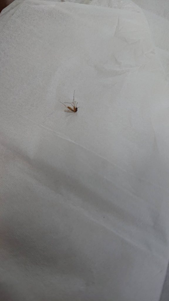 アカイエカ(3月/兵庫県)