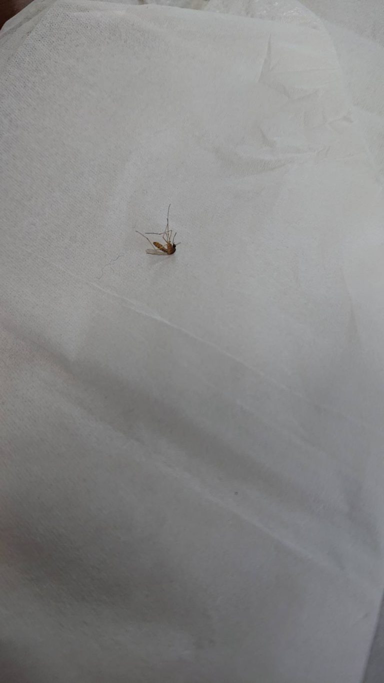 アカイエカ(3月/兵庫県)