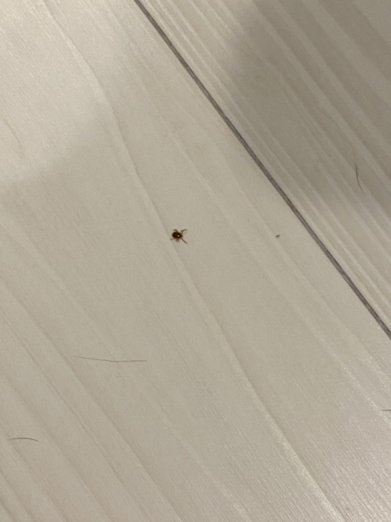 ダニ（3月／鹿児島県）