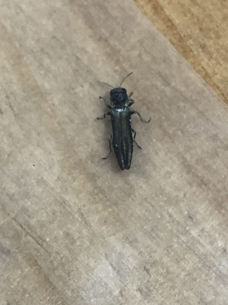 クロナガタマムシ（3月／千葉県）