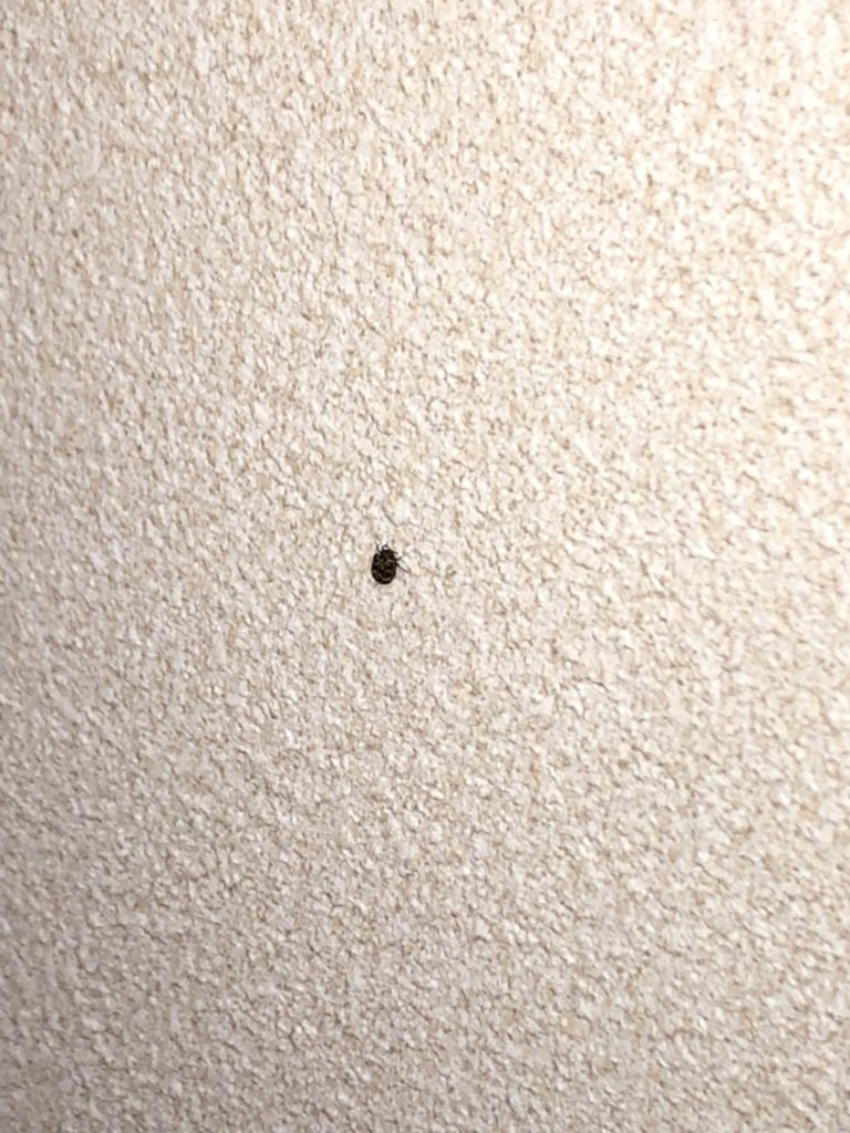 ヒメマルカツオブシムシ(3月/岡山県)