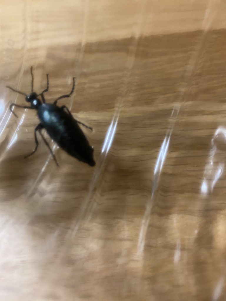 ヒメツチハンミョウ(3月/大分県)