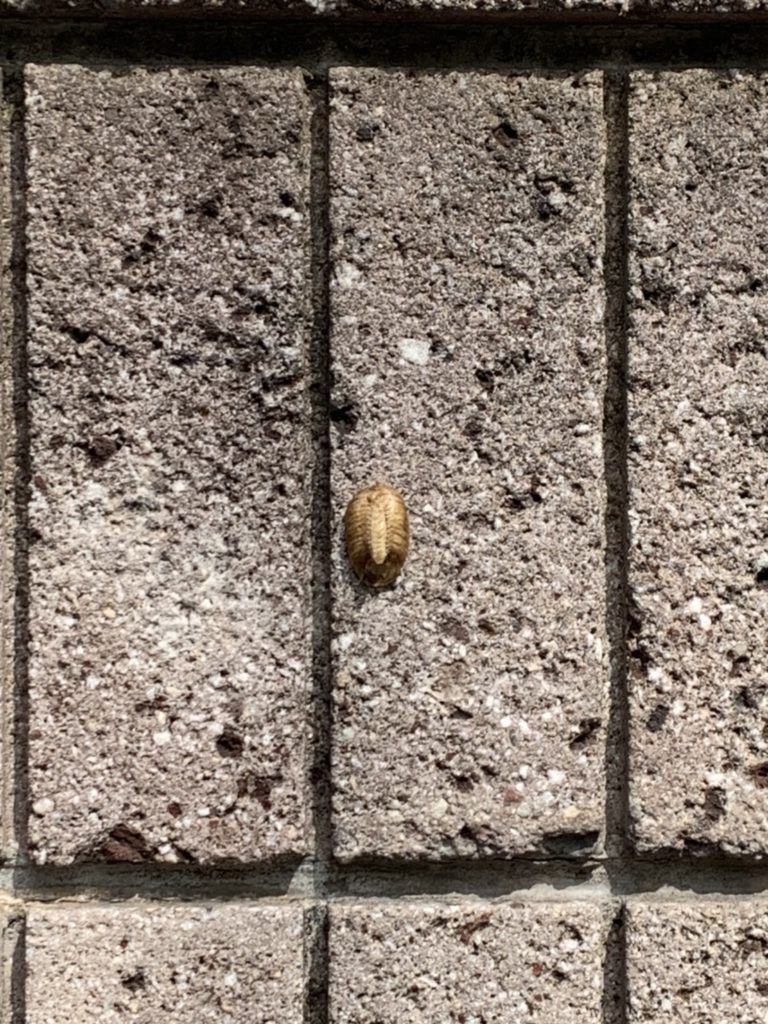カマキリ（3月／不明）