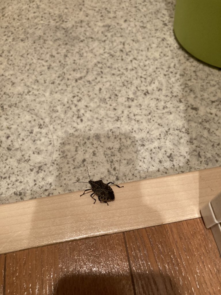 キマダラカメムシ（4月／東京都）
