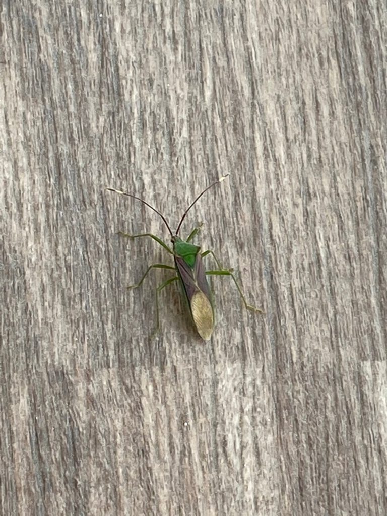 オオクモヘリカメムシ（4月／福岡県）