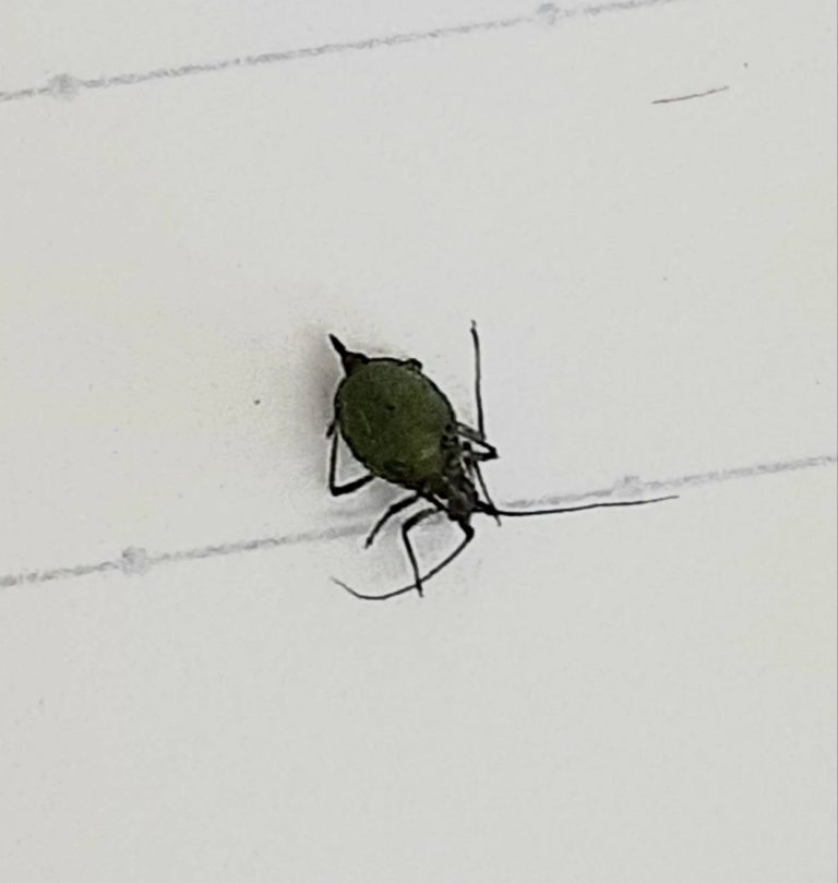 ヒゲナガアブラムシ（4月／滋賀県）