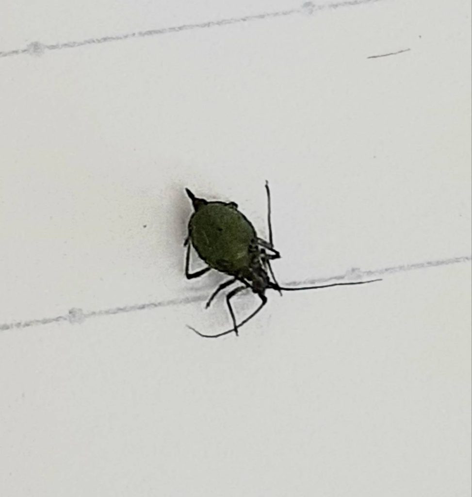 ヒゲナガアブラムシ（4月／滋賀県）