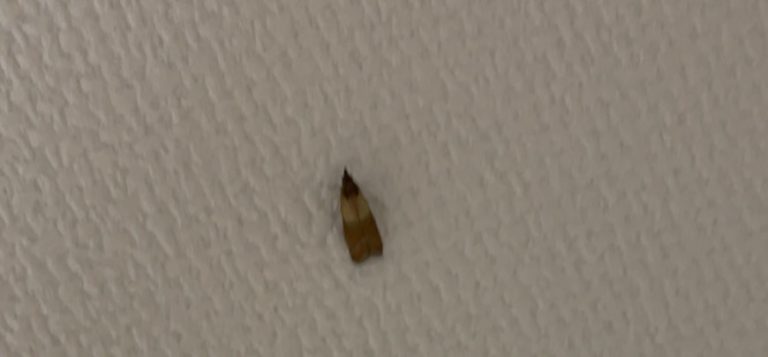シノメマダラメイガ(4月/愛知県)