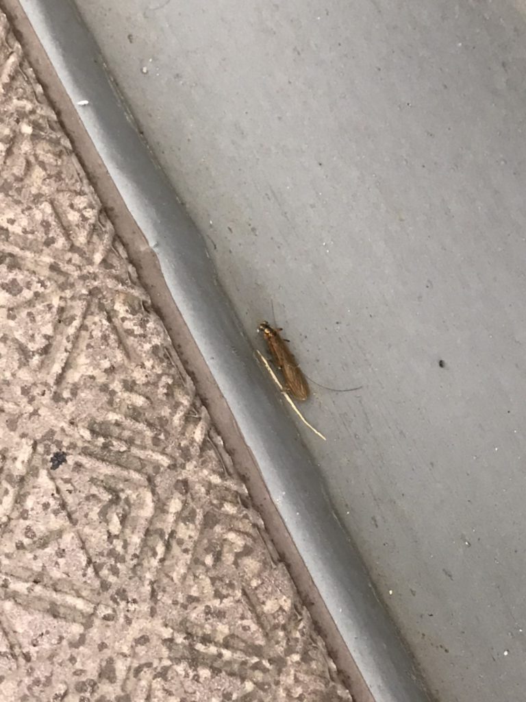 カワゲラ(4月/兵庫県)