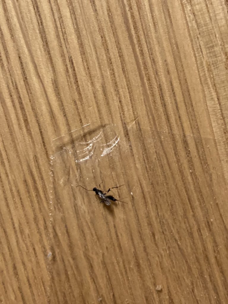 コマユバチ（4月／静岡県）