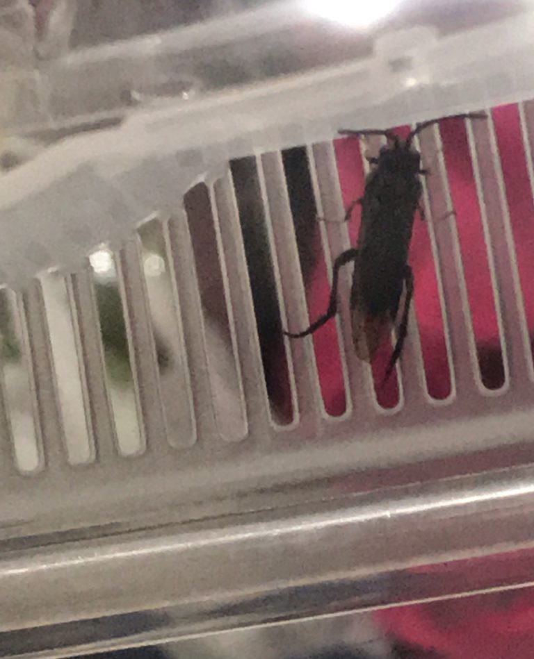 ハバチ（4月／東京都）