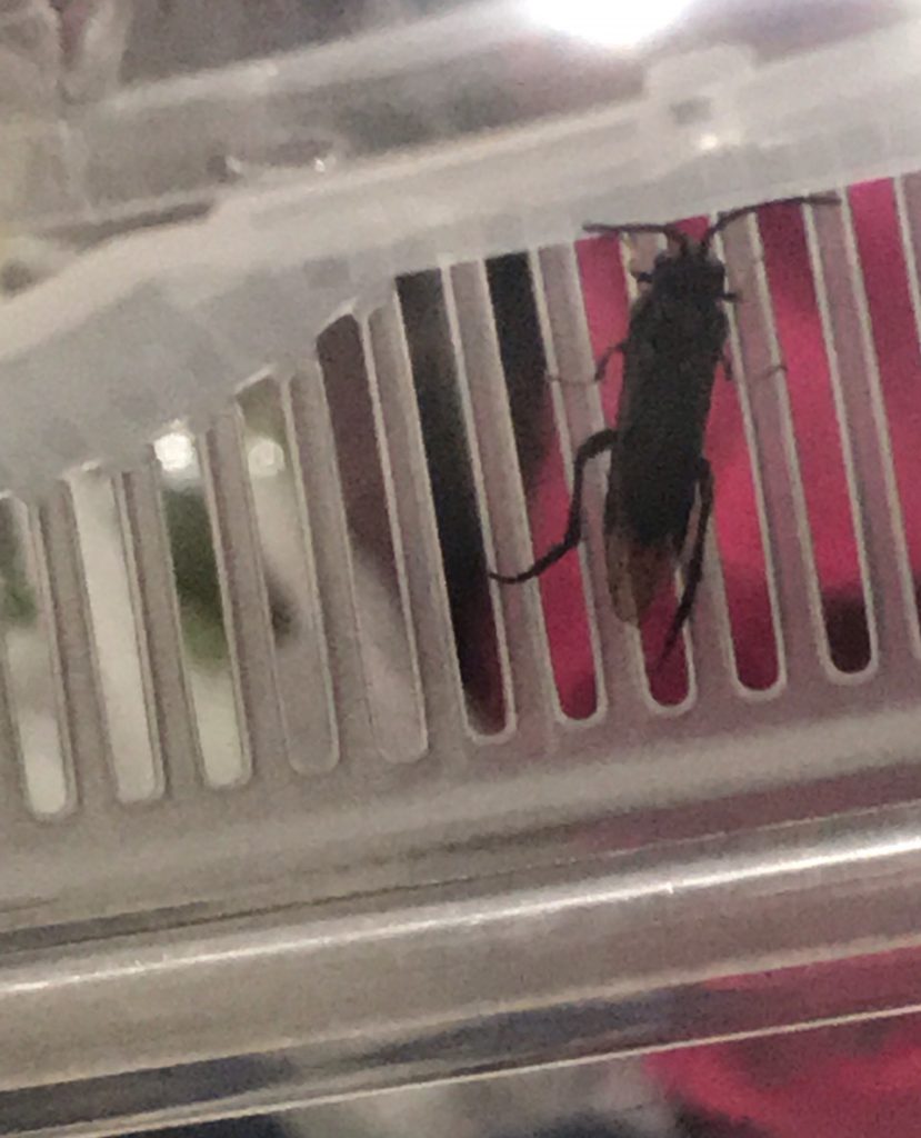 ハバチ(4月/東京都)