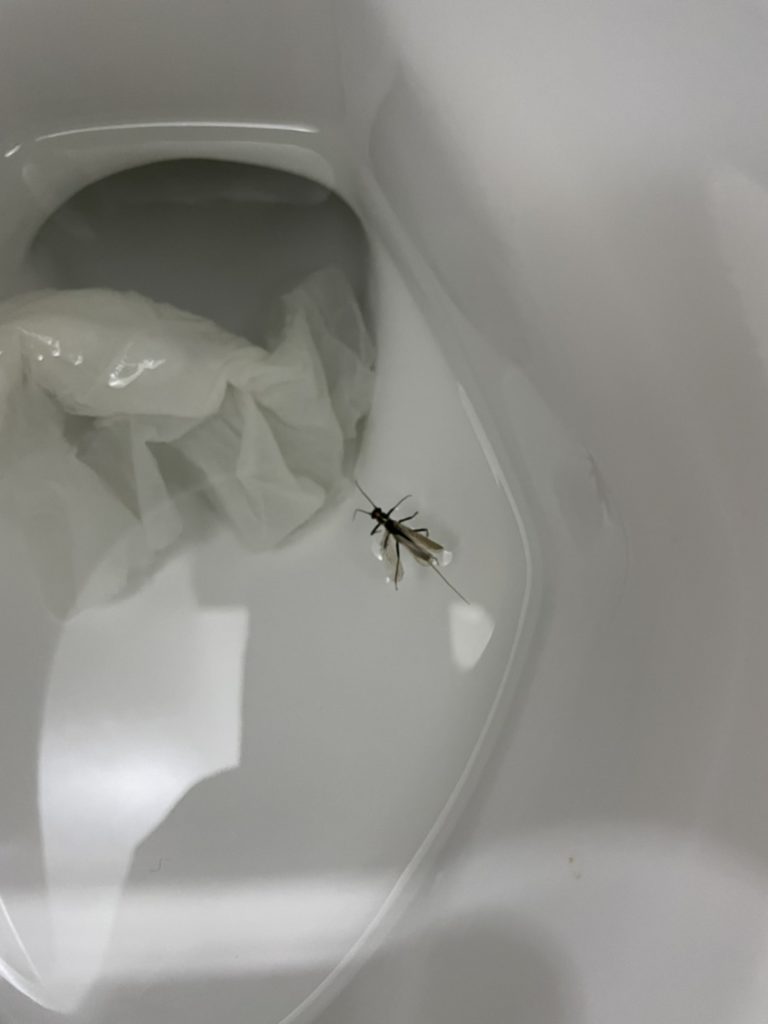 コマユバチ(4月/北海道)