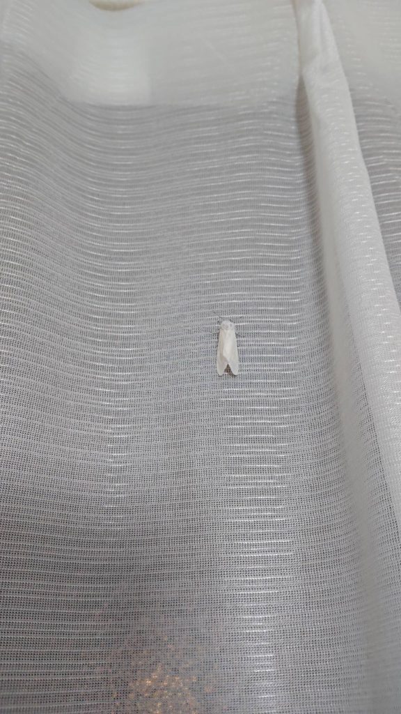 メイガ（4月／埼玉県）