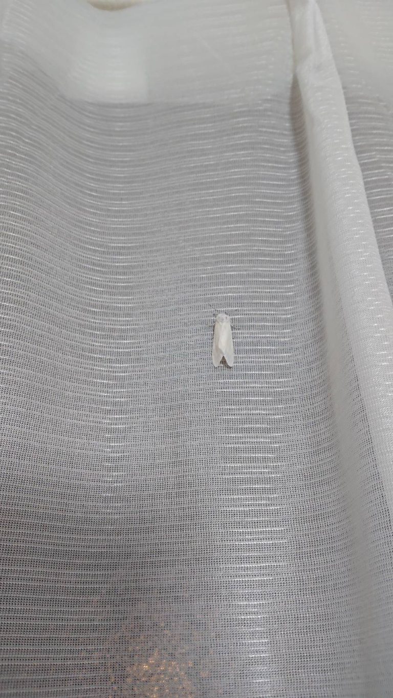 メイガ(4月/埼玉県)