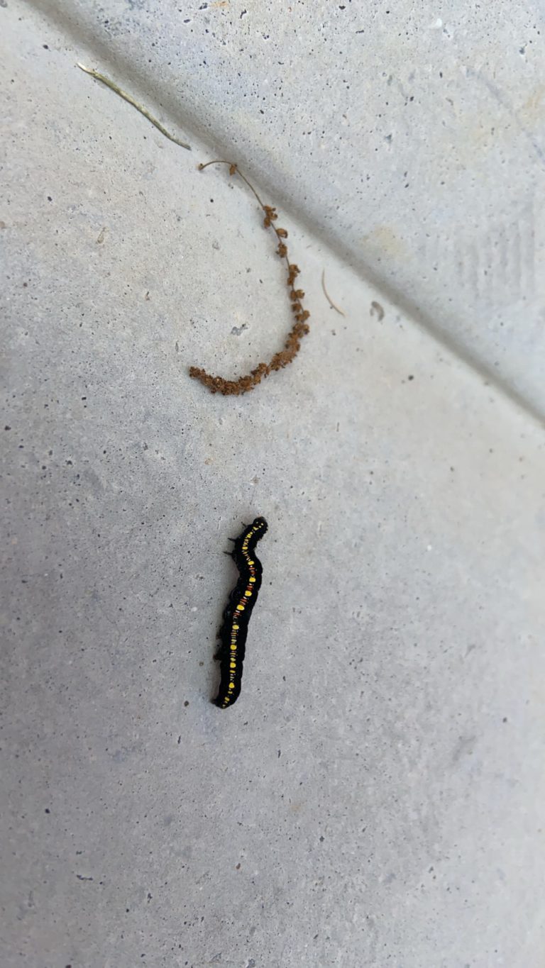 ヒメエグリバ（4月／兵庫県）