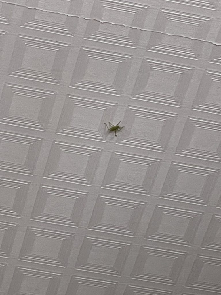 ツユムシ(5月/滋賀県)