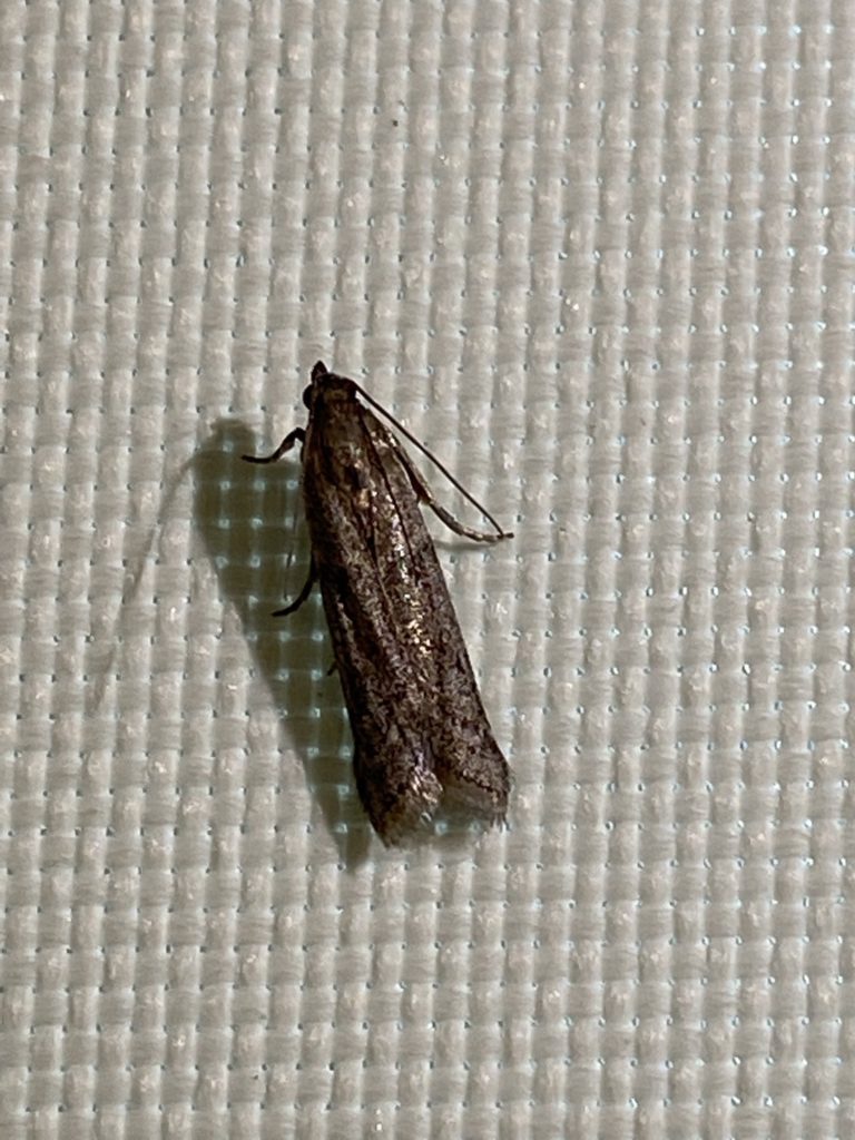メイガ(5月/岩手県)