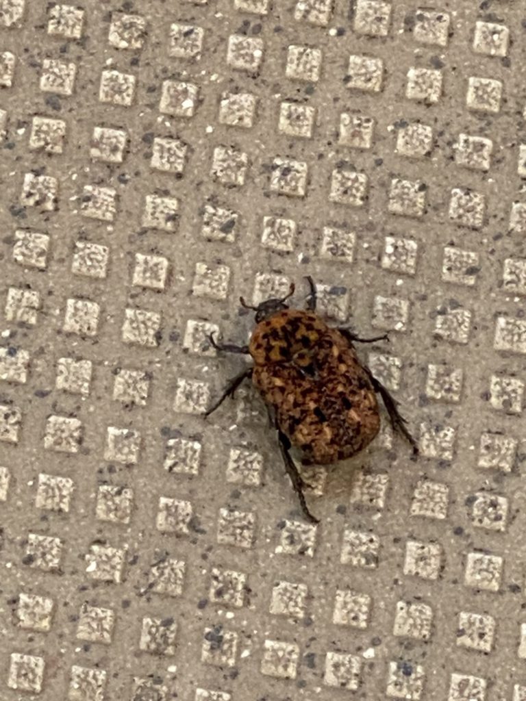 アカマダラハナムグリ(5月/京都府)