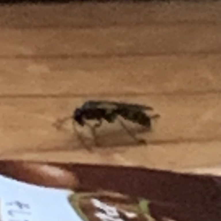 ヒメバチ(5月/埼玉県)