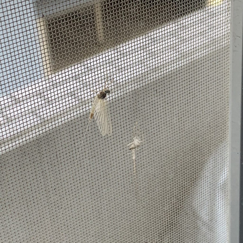 モンカゲロウ(5月/富山県)