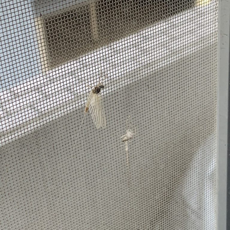 モンカゲロウ(5月/富山県)