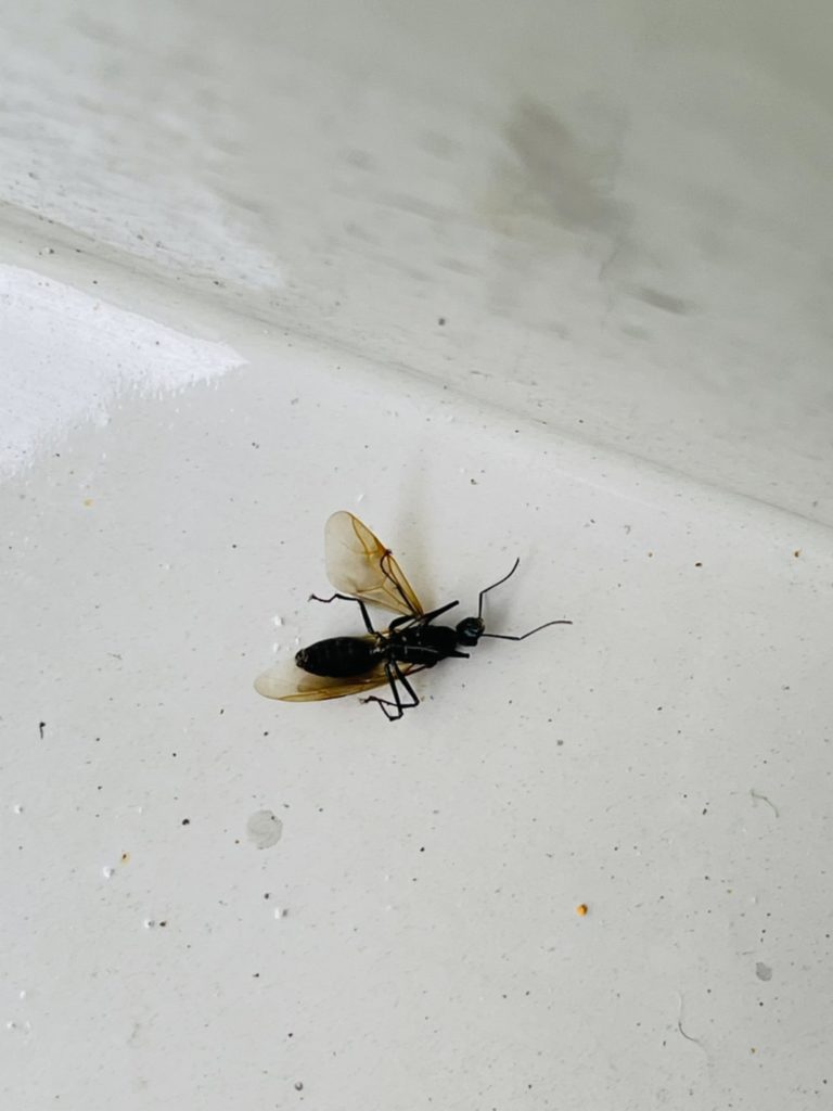 クロアリ(5月/宮城県)