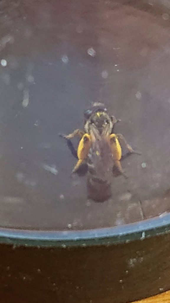 ウツギヒメハナバチ（5月／不明）