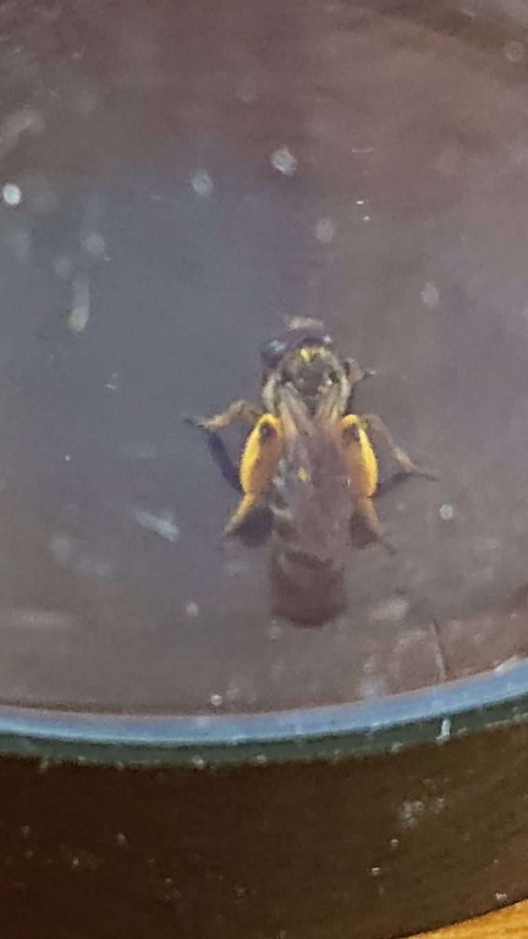 ウツギヒメハナバチ(5月/不明)