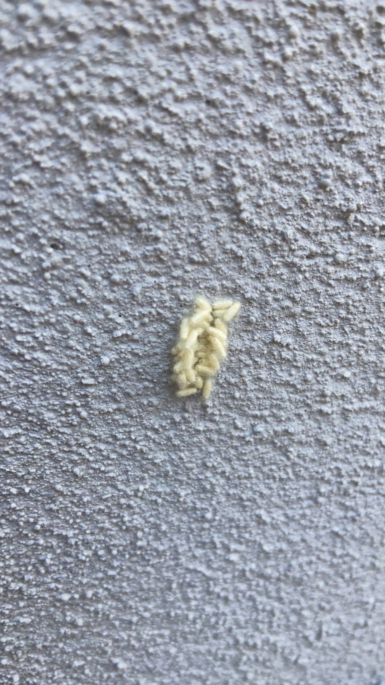 コマユバチ（5月／兵庫県）