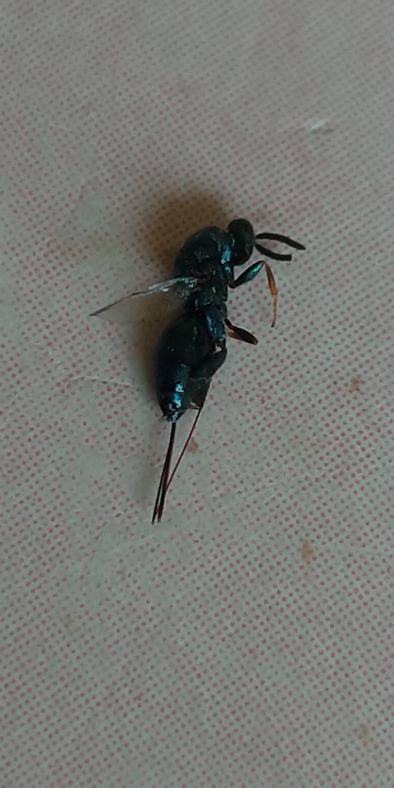 セイボウ（5月／千葉県）