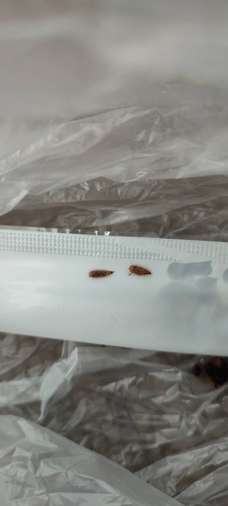 カツオブシムシ（5月／長崎県）