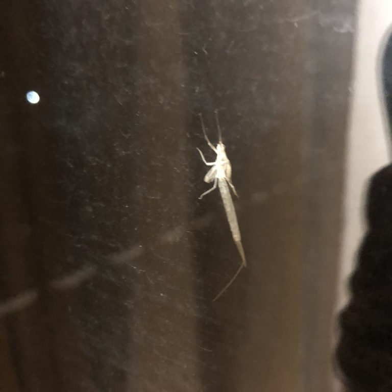 カゲロウ（5月／岡山県）