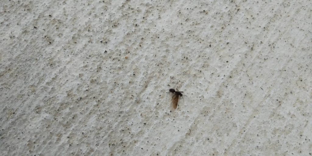 コマユバチ(5月/石川県)
