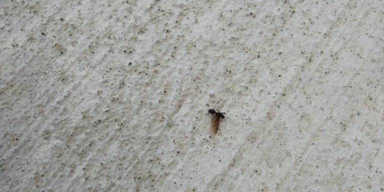 コマユバチ(5月/石川県)