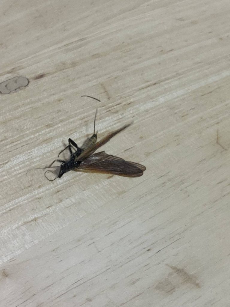 ヒメバチ（5月／山口県）