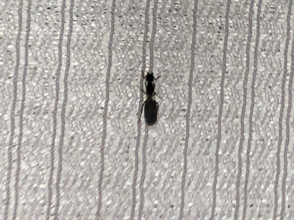 クロオオアリ（6月／香川県）