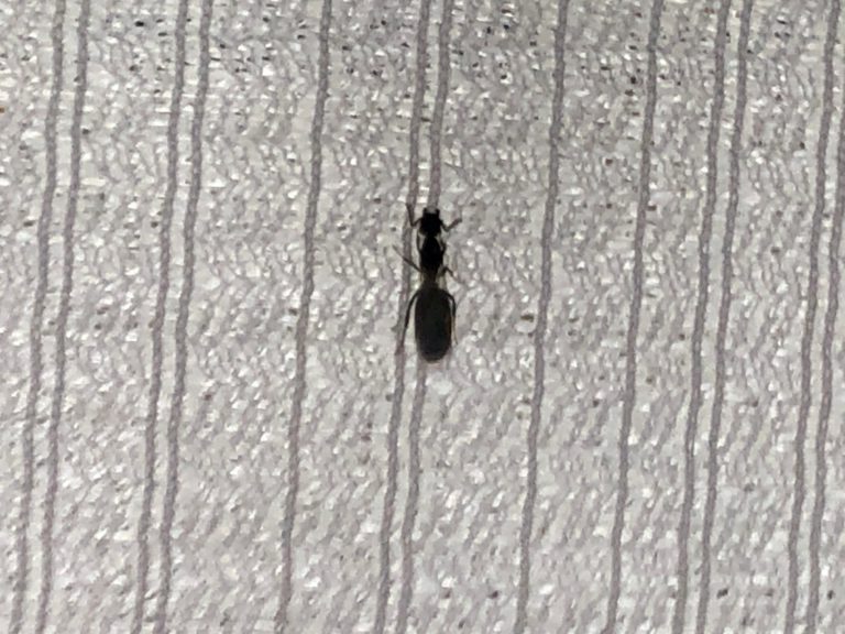 クロオオアリ（6月／香川県）