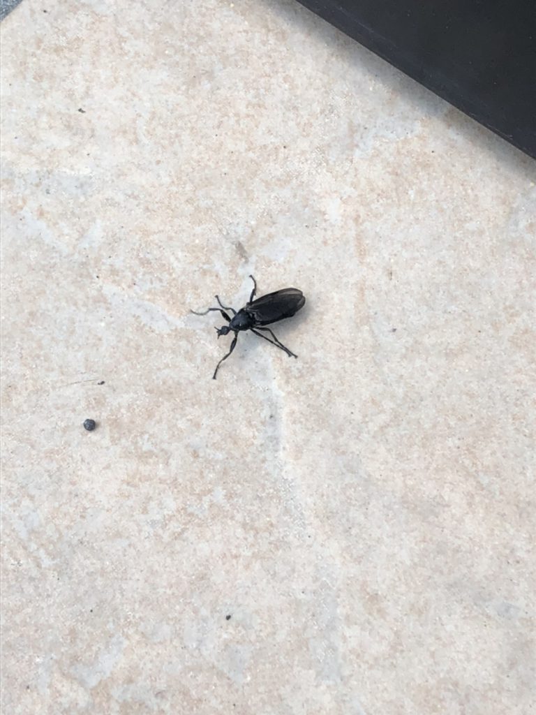 トゲナガアシブトケバエ（6月／北海道）