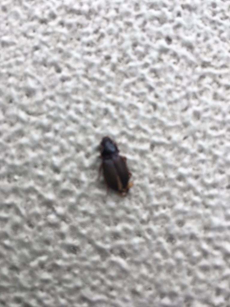 オオズケゴモクムシ(6月/神奈川県)