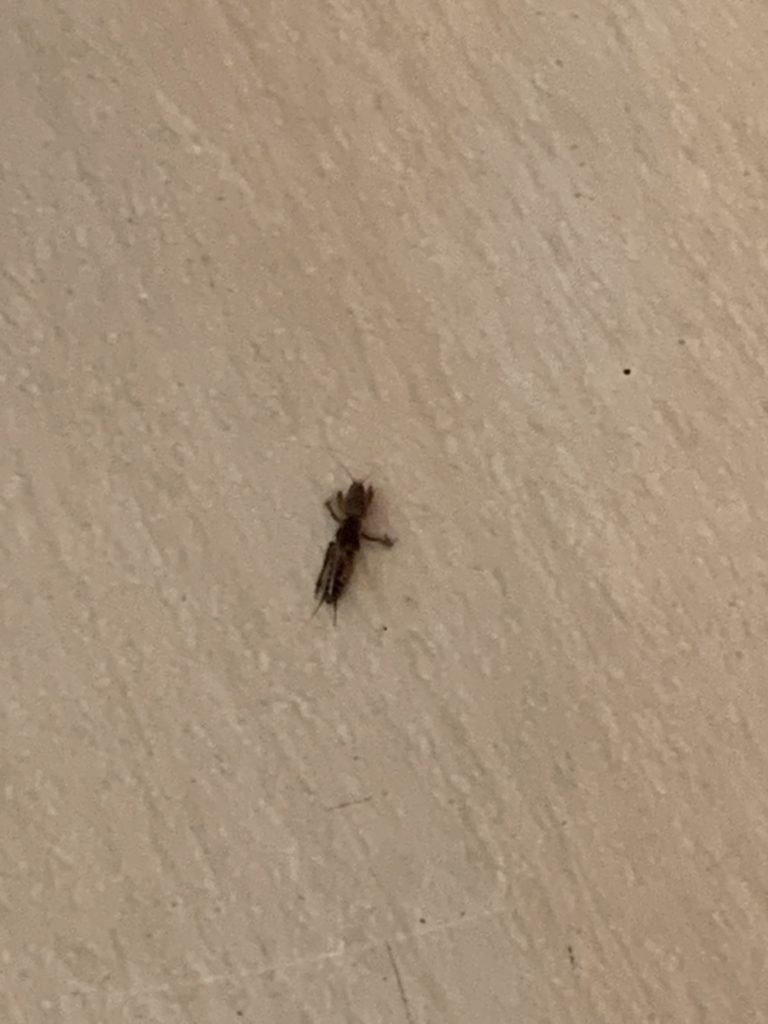 オケラ(6月/秋田県)