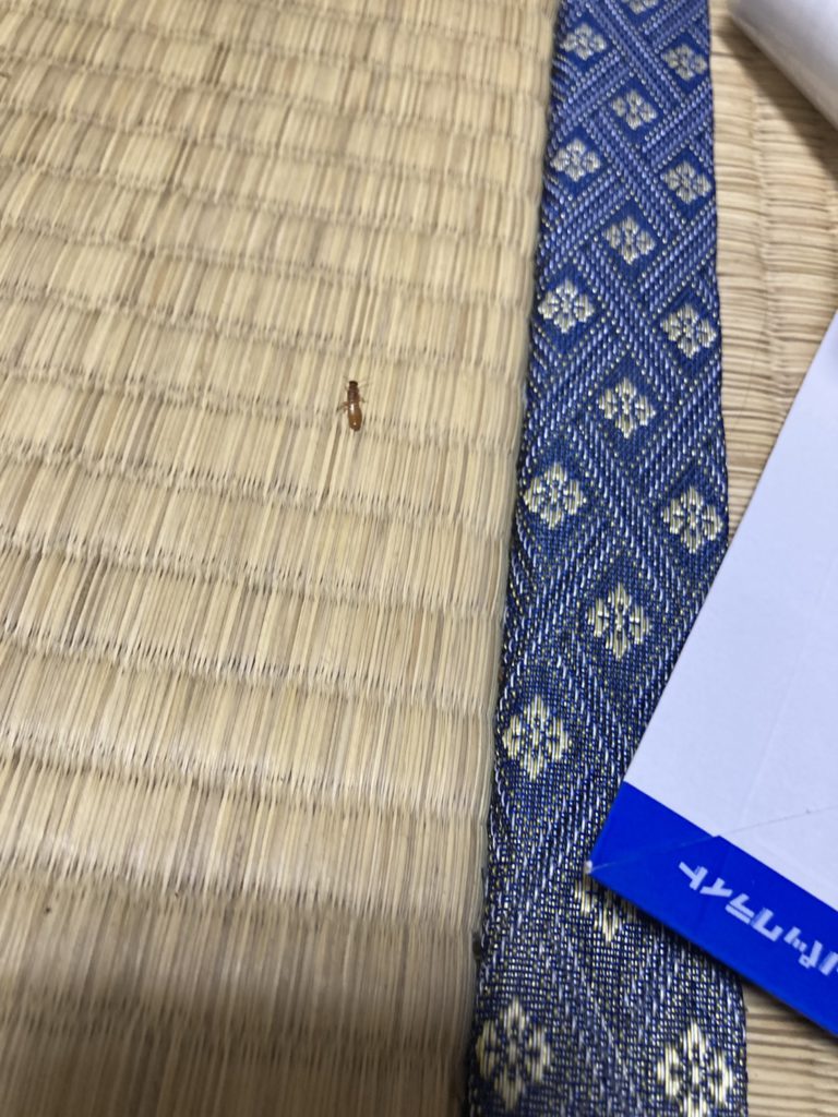 イエシロアリ(6月/福岡県)