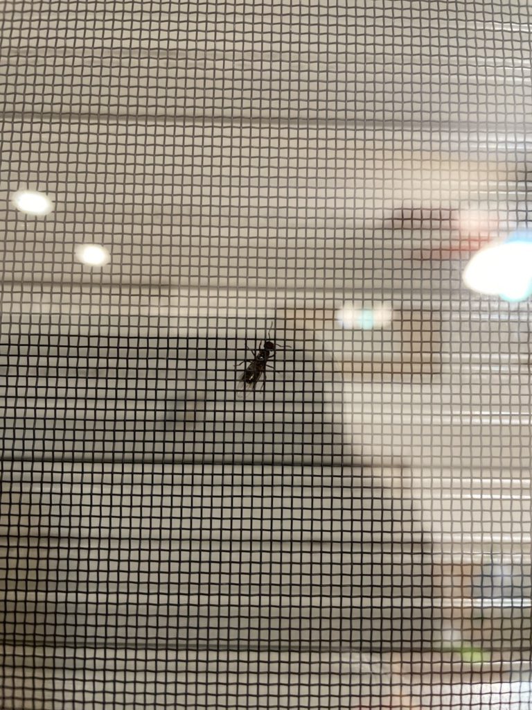 アリ（6月／東京都）