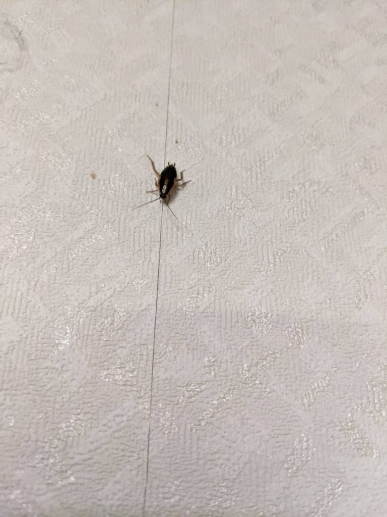 チャバネゴキブリ(6月/岡山県)