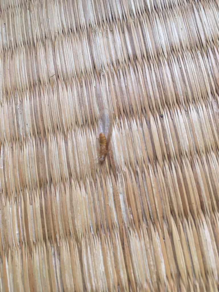 イエシロアリ（6月／香川県）