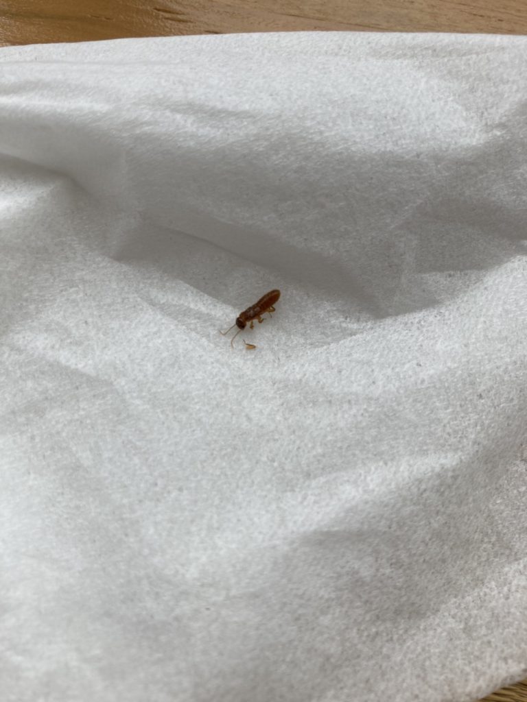 イエシロアリ(6月/長崎県)